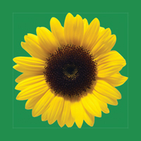 HDS logo