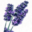 Purple Adobe Lavender Farm logo
